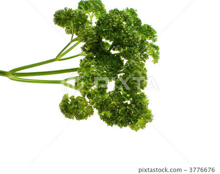 fragrant grass, parsley, petroselinum 3776676