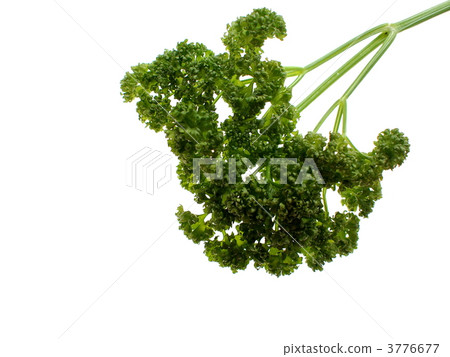 herb, herbal, parsley 3776677