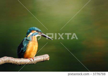 Kingfishes of the perch Kingfishes of the perch 3776788