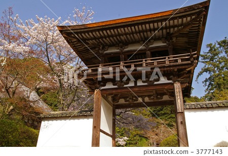 長岳寺鐘樓門和櫻花(奈良縣天理市) 長岳寺鐘樓門和櫻花(奈良縣天理市) 3777143