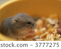 倉鼠 小動物 3777275