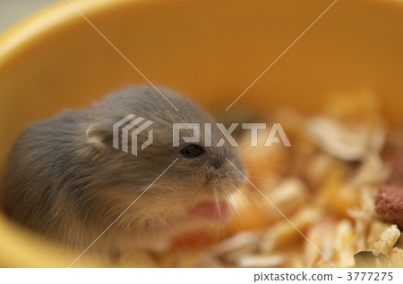 倉鼠 小動物 3777275