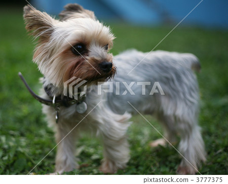 Prairie dog Prairie dog 3777375