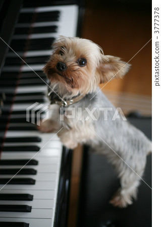 Dog playing the piano 3777378