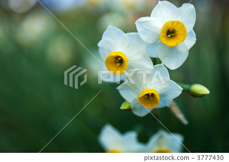 Japanese daffodil Japanese daffodil 3777430