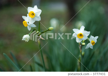 Japanese daffodil Japanese daffodil 3777431