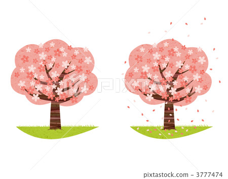 Cherry tree Cherry tree 3777474