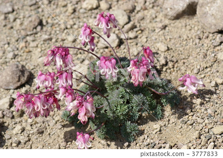 Cumkusa Cumkusa 3777833