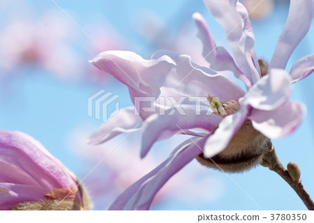 Flower of Shark's eye 3780350