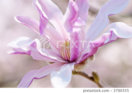 Flower core (flower bud) 3780355