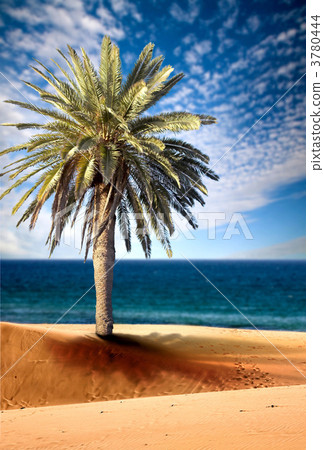 beautiful beach view with palm tree beautiful beach view with palm tree 3780444
