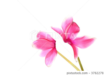 白色覆蓋物仙客來在桃紅色的 3782278