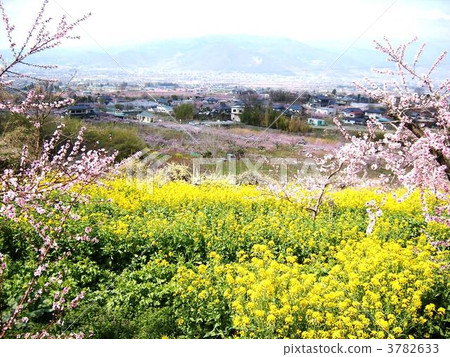 在甲府盆地的花田 在甲府盆地的花田 3782633