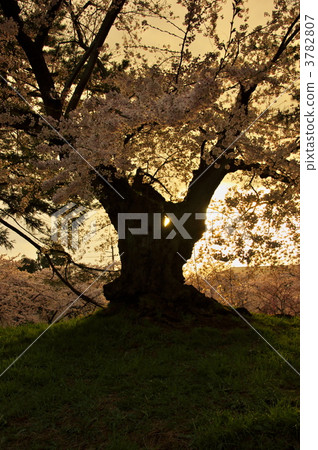 one cherry tree, sunset, sunsets 3782807