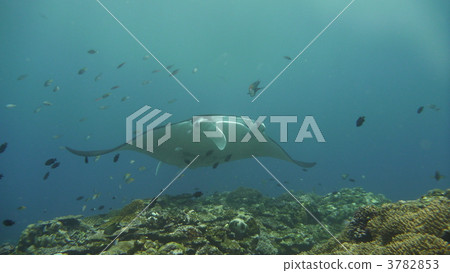 Ishigakijima ☆ Manta! ! Ishigakijima ☆ Manta! ! 3782853