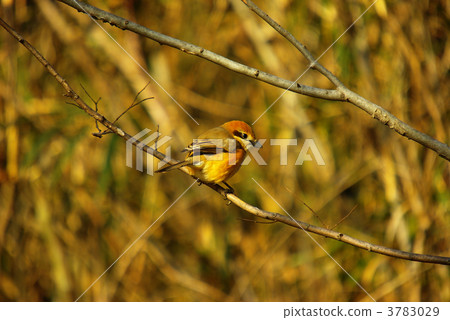 shrike, winter resident, migratory 3783029