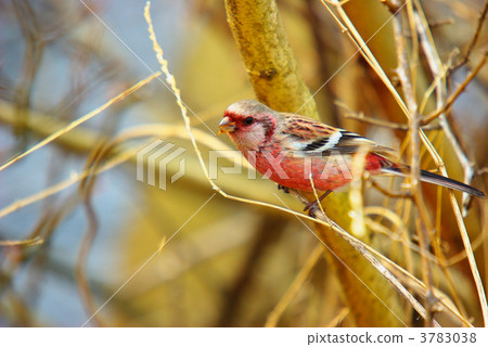 winter bird, winter visitor, flycatcher 3783038