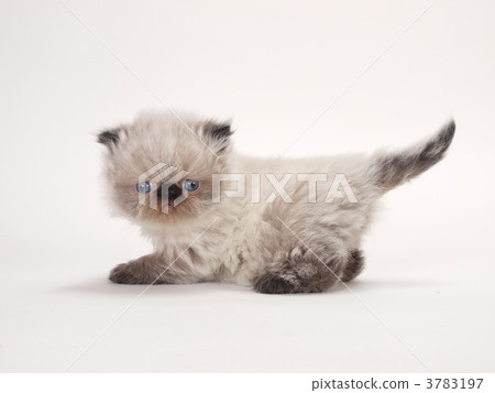 Kitten of Himalayan Kitten of Himalayan 3783197