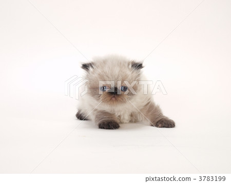 Kitten of Himalayan 3783199