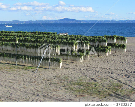 Dried radish on the Miura coast 3783227