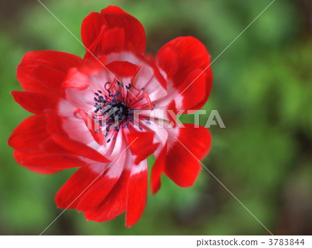 明亮的紅色海葵 3783844