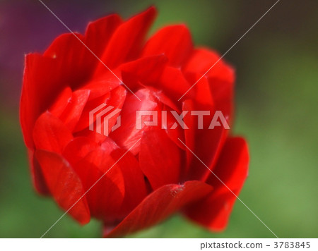 明亮的紅色海葵 3783845