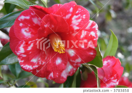 Masayoshi: Masayoshi (Tsubaki) Masayoshi: Masayoshi (Tsubaki) 3783858