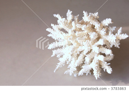 Coral (white) Coral (white) 3783863