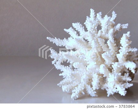 Coral (white) 3783864