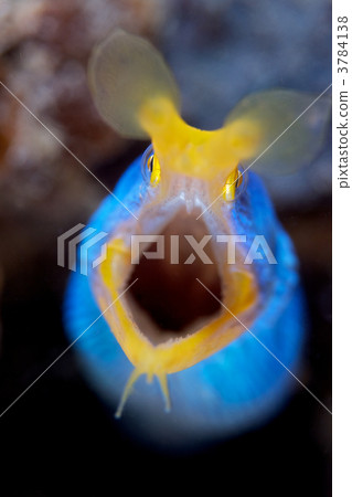 large client, Ribbon eel, rhinomuraena quaesita 3784138