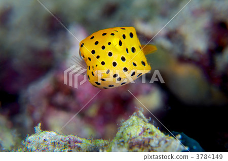 Larva of Minami Hako Hugo 3784149