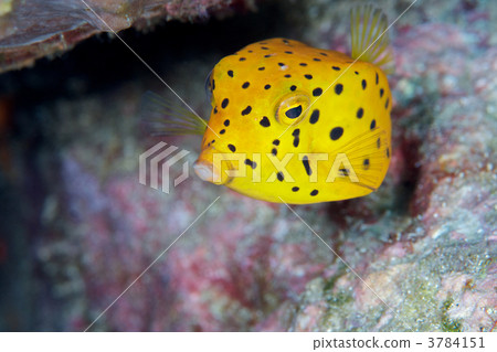 粒突箱魨 炒 幼蟲 3784151