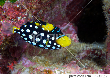 Young fish of the Mongolian horse mackerel 3784152