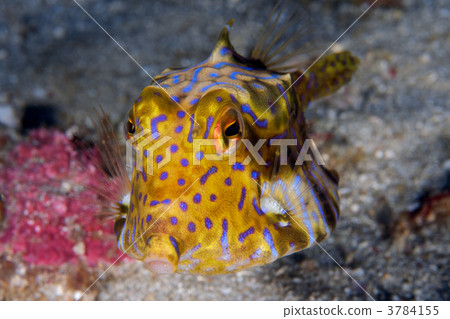 puckered lips, striped pattern, Pufferfish 3784155