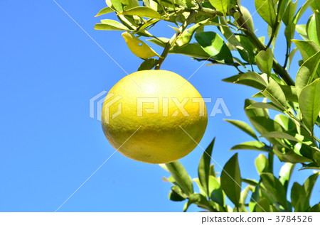 夏蜜柑 中國柚子 苦夏橙色 3784526