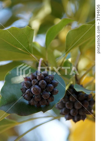 隱形的斗篷魔法 3784656