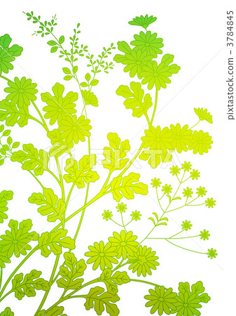 plants which flower in autumn, chrysanthemum, to hear 3784845