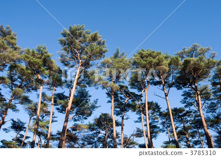 Akamatsu forest and blue sky 3785310