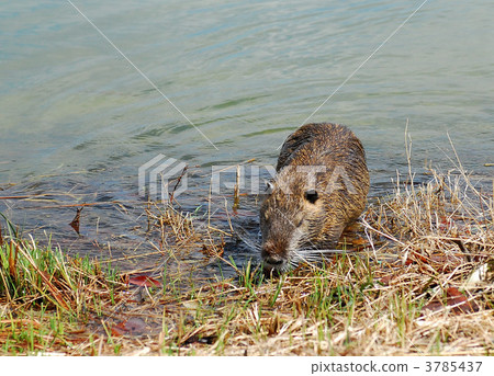 Nutria on the shore 3785437