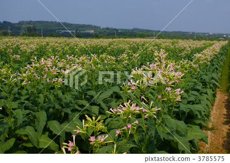 Cigarette Flower Cigarette Flower 3785575