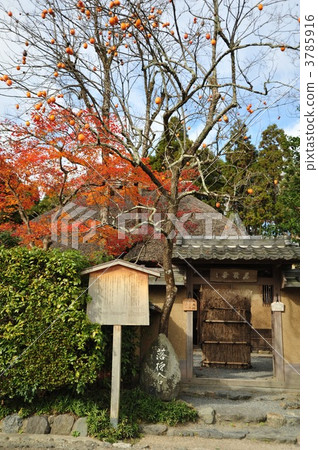 京都Sagano沖繩Momiji和柿子 京都Sagano沖繩Momiji和柿子 3785916