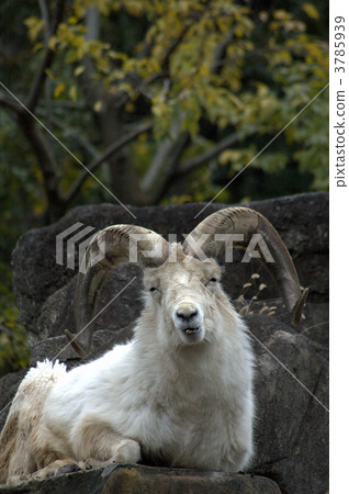 失業救濟金 東山動植物園 岩石地帶 3785939
