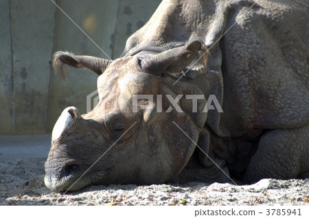 印度犀牛 東山動植物園 奇蹄類動物 3785941