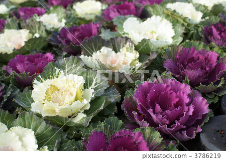 葉牡丹 葉牡丹 3786219