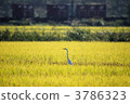 The early autumn heron 3786323