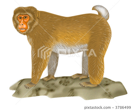 Japanese macaques 3786499