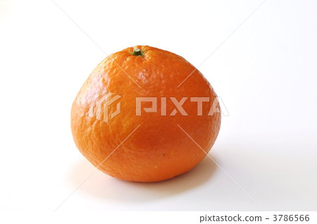 柑橘 水果 新種商品 3786566