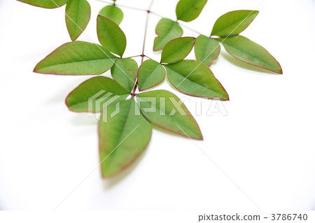 南方的天空葉子 南方的天空葉子 3786740