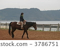 horse back riding, horseback riding, outdoor sports 3786751