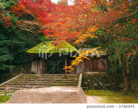 法然院 楓樹 紅楓 3786845